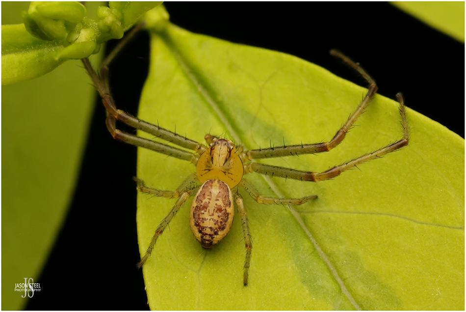 Spiders of the UK. Page 5